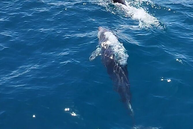 2 h Estepona Bay Tour - Price and value: why this can beat the big-busier boat options