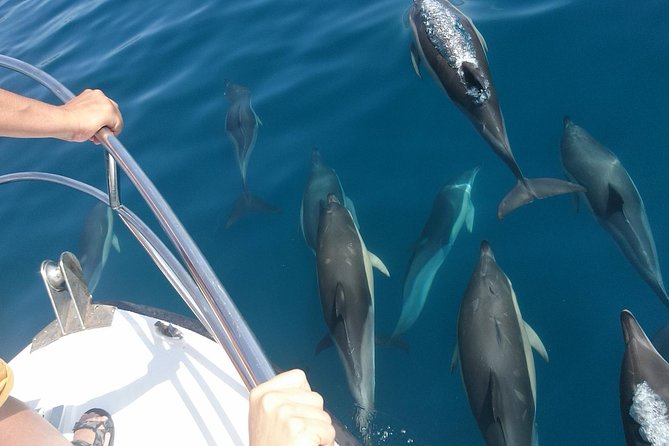 2 h Estepona Bay Tour - What to expect onboard: comfort level and realistic notes