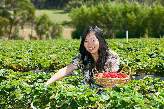 Around the Bay Sightseeing and Bay Cruise - Rocky Creek Strawberry Farm: hands-on fun in season