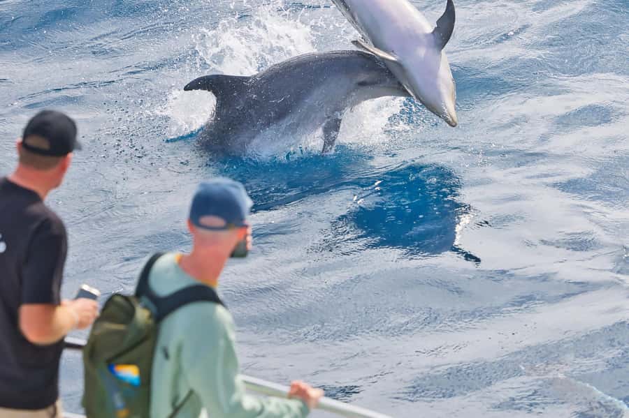 Bay of Islands: Discover the Bay Cruise with Island Lunch - Key things to know before you go on this Bay Cruise