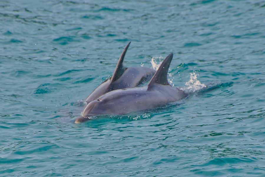 Bay of Islands: Discover the Bay Cruise with Island Lunch - The best way to enjoy it: small habits that pay off
