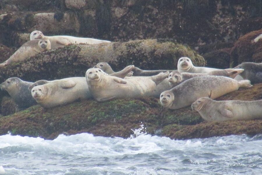 Boothbay Harbor Cruise: Lighthouses, Lobster Haul, and Seals - Practical tips for a smoother trip