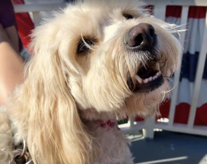 Boston: Scenic Harbor Cruise (Dog-Friendly) - Practical tips for a smoother day on the harbor