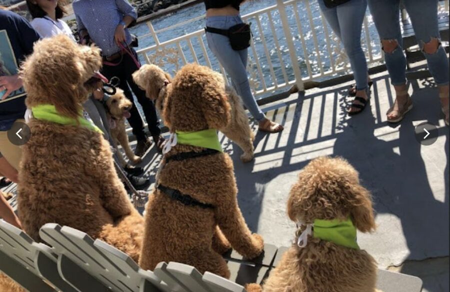 Boston: Scenic Harbor Cruise (Dog-Friendly) - From the harbor pier to the Seaport: Boston’s front door up close