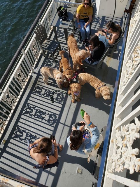 Boston: Scenic Harbor Cruise (Dog-Friendly) - Price and value: why $31 makes sense for most visitors