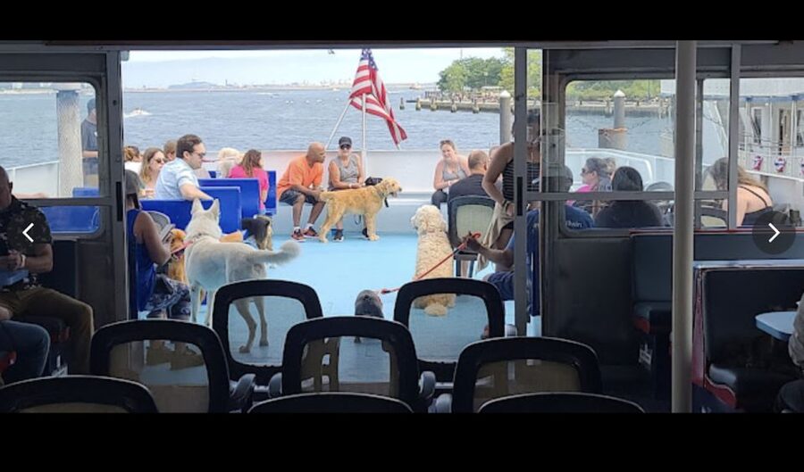 Boston: Scenic Harbor Cruise (Dog-Friendly) - Who this cruise suits best (and who should think twice)
