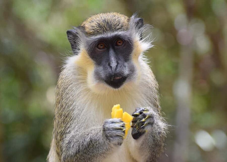 Bridgetown: Wildlife Reserve & Carlisle Bay Tour with Cruise - Getting started at Bridgetown Port: vans, timing, and who’s driving