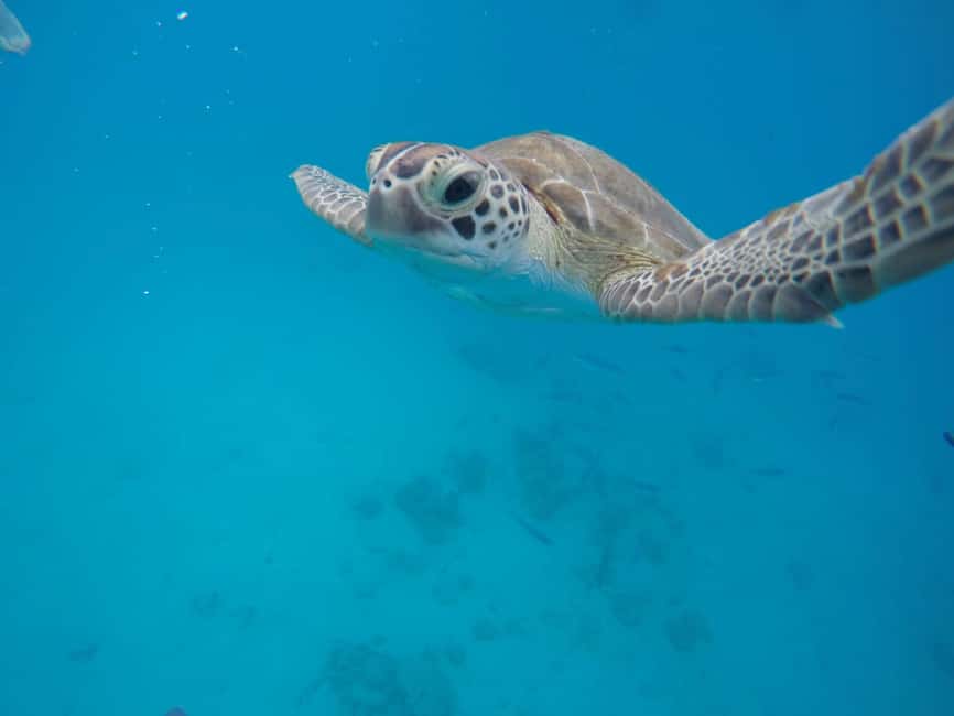 Bridgetown: Wildlife Reserve & Carlisle Bay Tour with Cruise - Bathsheba drive-by: surfers’ country from the road