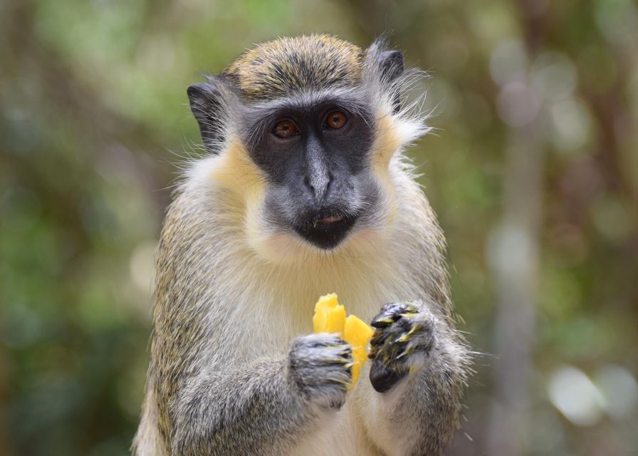 Bridgetown: Wildlife Reserve Tour and Carlisle Bay Cruise - Lunch in Barbados Before Snorkeling: Fuel That Keeps the Day Fun