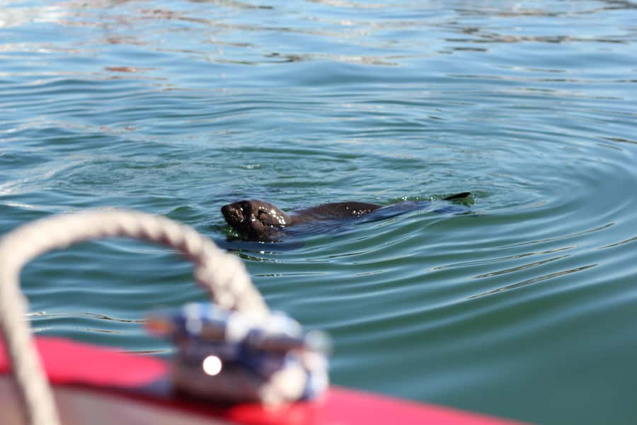 Cape Town: 30 Minute Seal-Watching Harbour Cruise - Seal-watching in Cape Town’s working harbour