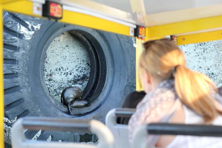 Cape Town: 30 Minute Seal-Watching Harbour Cruise - Multilingual audio: 15 languages, headsets, and real clarity