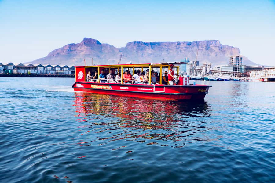 Cape Town: 30 Minute Seal-Watching Harbour Cruise - The 30-minute timing: great for families and time-crunched days