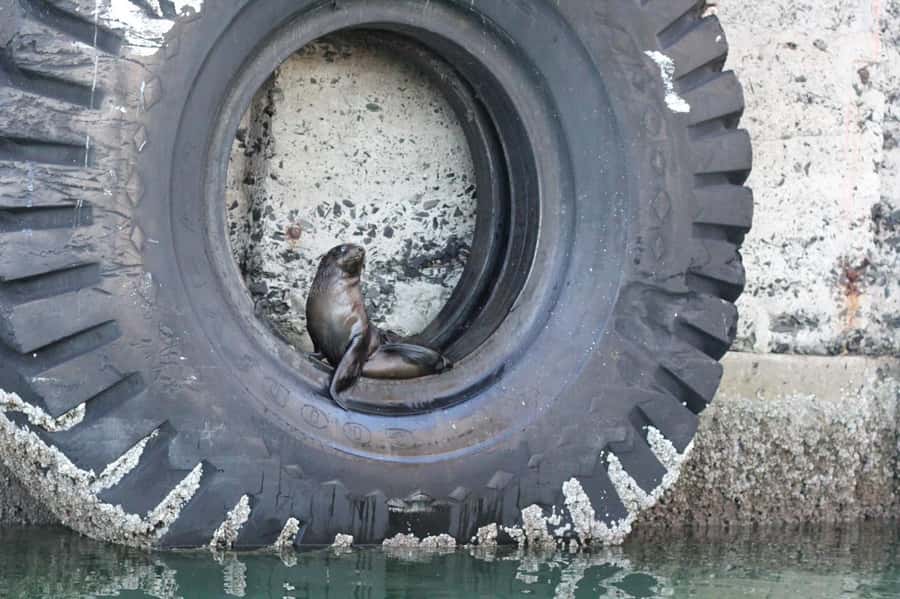Cape Town: 30 Minute Seal-Watching Harbour Cruise - Price and value at about $6 per person