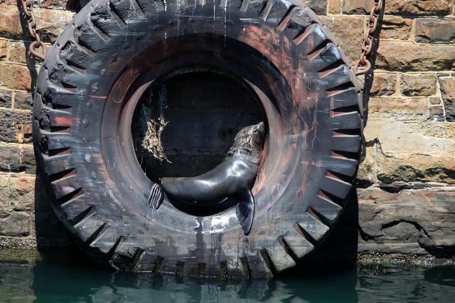Cape Town: Harbor Cruise - Key Things I’d Focus On