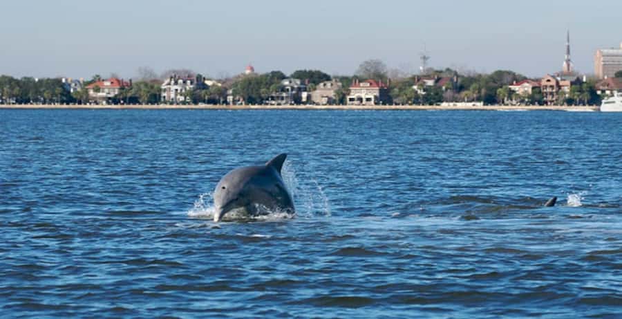 Charleston: Daytime or Sunset Historic Harbor Cruise - The Replica 1920s Bay-Steamer Experience: Comfort and Photo Angles