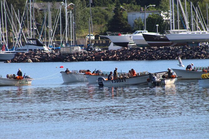 Conception Bay Tour Experience - A Coastal Loop by Van: What 7 Hours Really Means