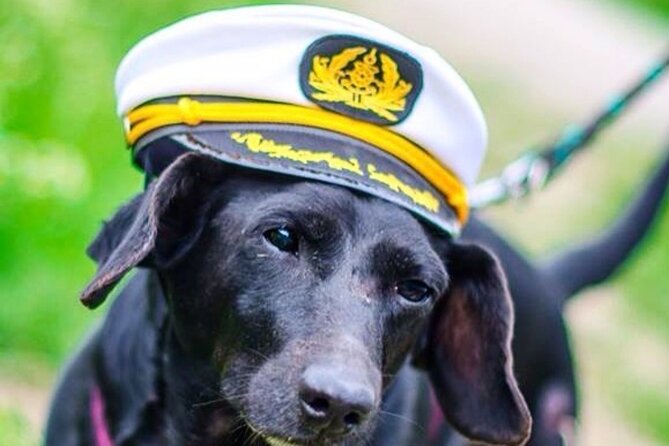 Dog Day of Summer Harbor Cruise in Boston - Key Points Before You Go