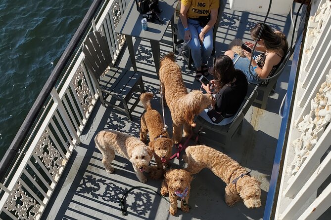 Dog Day of Summer Harbor Cruise in Boston - Setting Sail from 60 Rowes Wharf: Simple, Central, and Easy