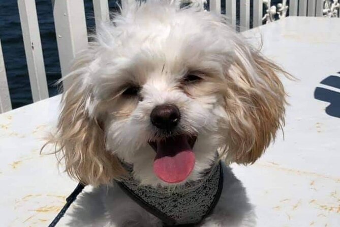 Dog Day of Summer Harbor Cruise in Boston - What You’ll See: Fish Pier, Logan Flights, and the USS Constitution
