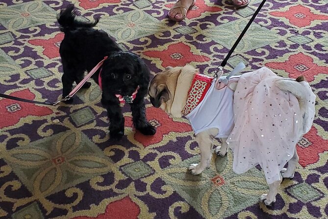 Dog Day of Summer Harbor Cruise in Boston - Dog-Friendly Details That Actually Make a Difference