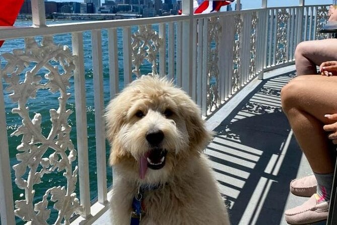 Dog Day of Summer Harbor Cruise in Boston - Comfort on Hot Summer Days: Plan for an Older Boat