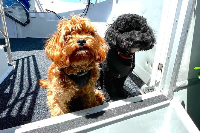 Dogs on Deck Harbour Cruise - Key things to know about Dogs on Deck Harbour Cruise