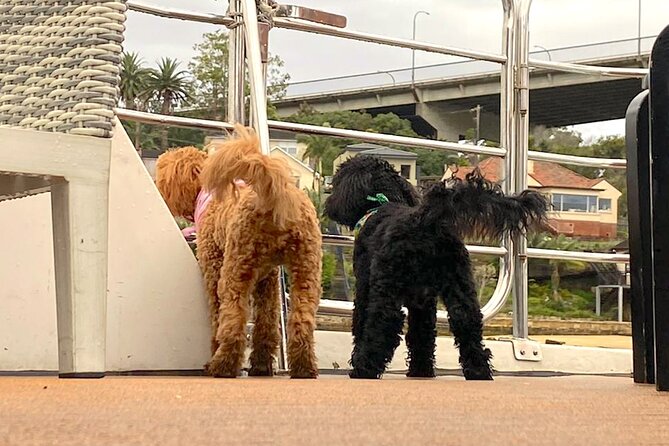 Dogs on Deck Harbour Cruise - Who should skip it (or choose another option)