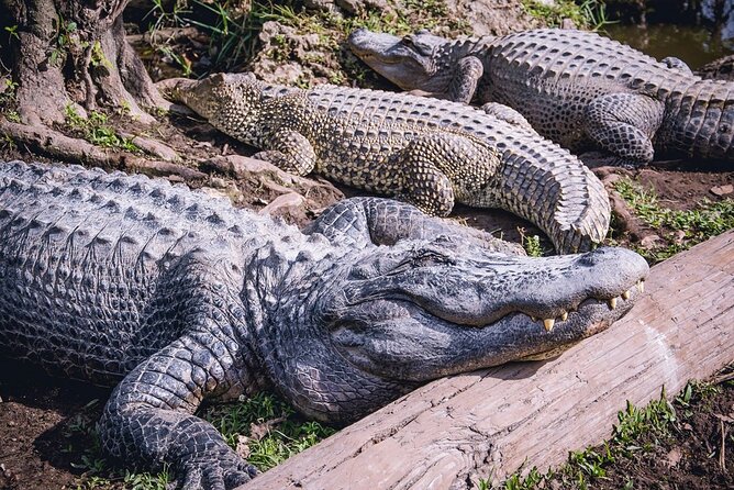 Everglades, Boat Cruise & Open-Top Bus Tour From Miami - Price and logistics: what $99 buys you, and what it can’t fix