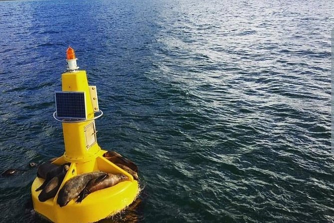 Half Hour Seal and Harbour Cruise from Cape Town - Spotting seals and birds: the fun part is unpredictability