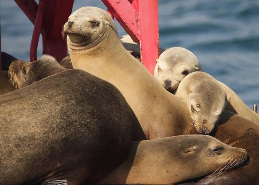 Long Beach: Sightseeing Harbor Cruise - Key highlights worth planning for