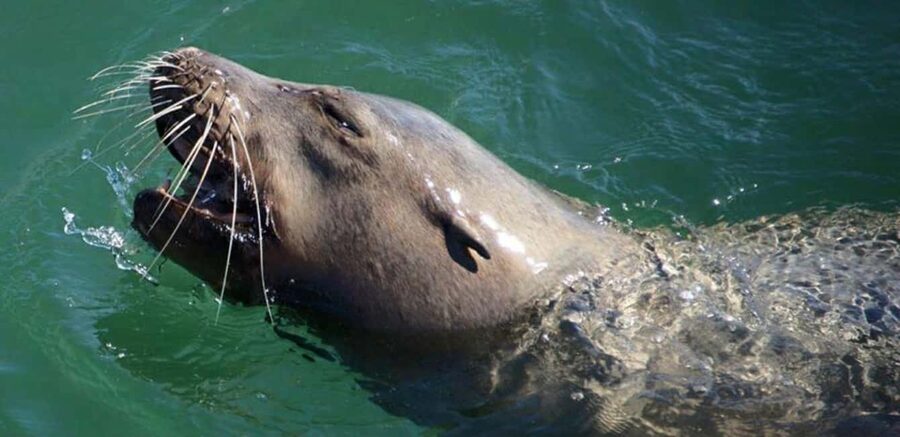 Long Beach: Sightseeing Harbor Cruise - Aquarium of the Pacific and the Waterfront Connection