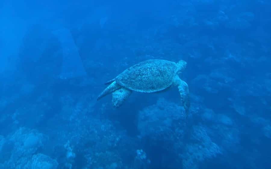 Marsa Alam: Nefertari Sunset Turtle Bay Cruise with Dinner - The Ship’s Submarine-Level Deck: The Reef, Without the Effort