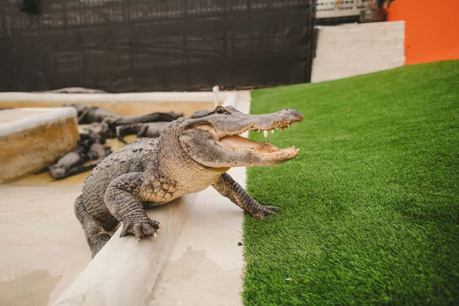 Miami: Everglades Experience, Bay Cruise & Open-top Bus Tour - Key takeaways before you go