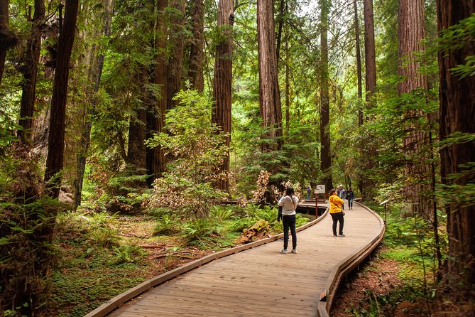 Muir Woods and Sausalito Tour Plus Bay Cruise - The route details that shape the vibe (Rainbow Tunnel, firebreak history, and city-to-nature contrast)