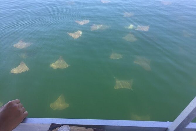 Pensacola Beach Jolly Dolphin Cruise and Scenic Bay Tour - Price and value: why $39 can feel like a deal here
