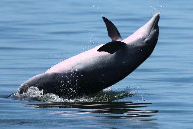Pensacola Beach Jolly Dolphin Cruise and Scenic Bay Tour - The dolphin hunt: how the captain and crew shape the experience