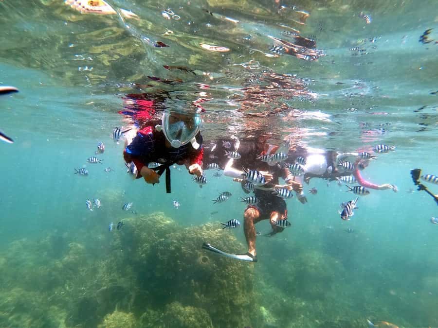 Phi Phi Islands: Maya Bay Tour By Private Longtail Boat - Monkey Beach: Wild Monkeys and Beach-Time Safety