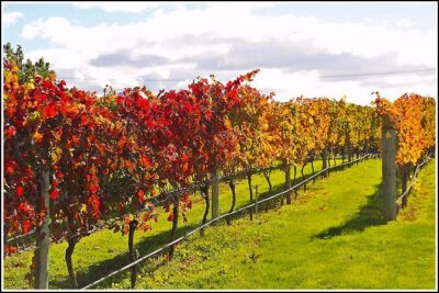 Premium 4 -Best Wineries Napier Hawke's Bay Tour, 5.5h - 6Hours - Price and value: what you’re really paying for
