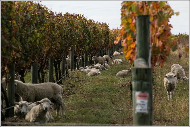 Premium 4 -Best Wineries Napier Hawke's Bay Tour, 5.5h - 6Hours - Weather, closures, and substitutions: how to stay flexible