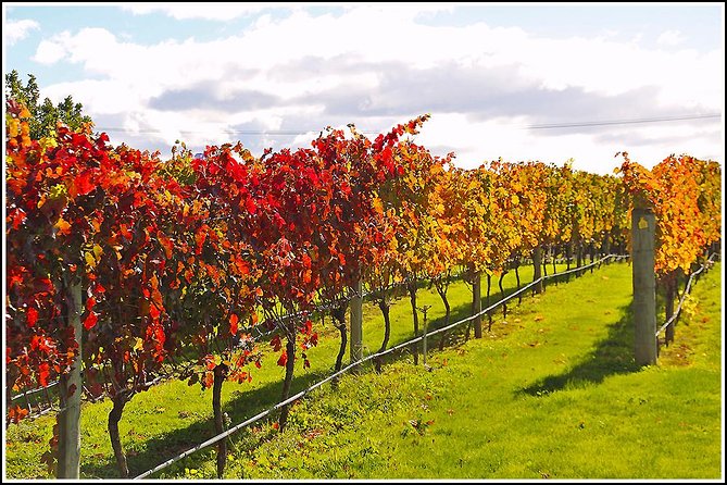 Premium 4 -Best Wineries Napier Hawke's Bay Tour, 5.5h - 6Hours - Price and value: what you’re really paying for