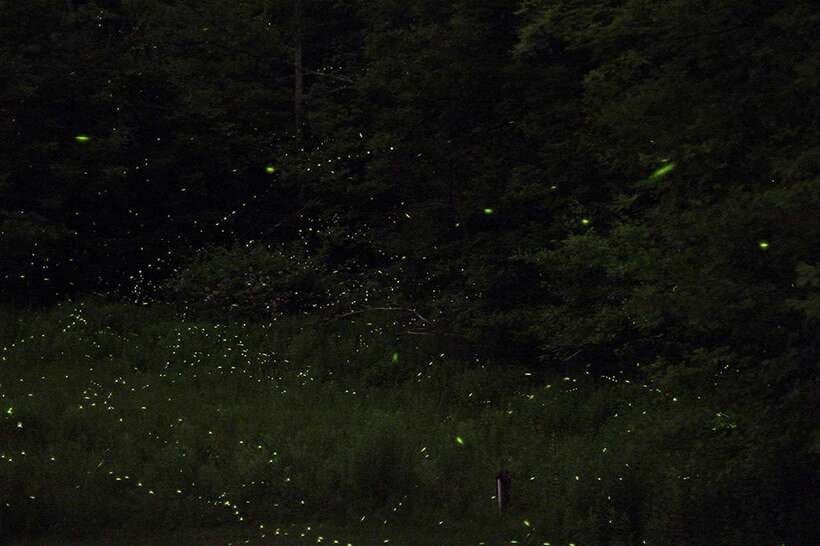 Puerto Princesa: Firefly Watching Bay Cruise with Dinner - Key Highlights You’ll Actually Care About