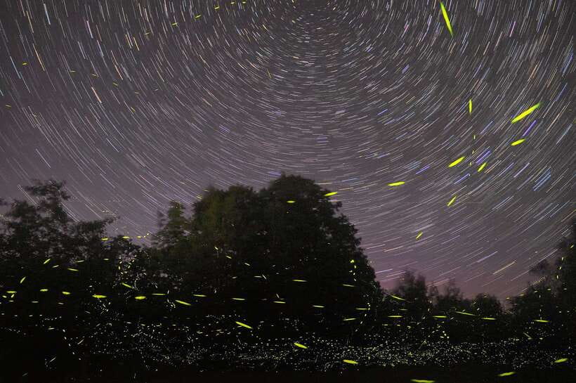 Puerto Princesa: Firefly Watching Bay Cruise with Dinner - Setting Sail in Puerto Princesa: Why This Cruise Works