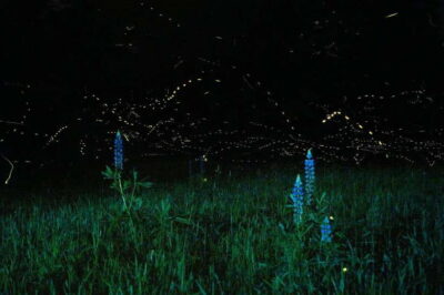Puerto Princesa: Firefly Watching Bay Cruise with Dinner - A 4-Hour Flow on the Water: Pickup, Bay Dinner, Mangroves, Return