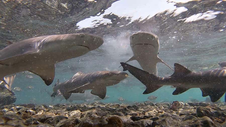 Sal: All-Inclusive Salt Lake, Blue Eye and Shark Bay Tour - A half-day on Sal that actually hits the highlights