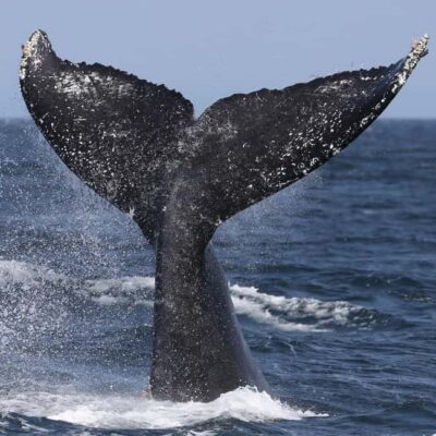 Samaná: Whale, Cayo Levantado, & Kayak in Samaná Bay Tour - Whale Watching Season: When January to March Matters (and When It Doesn’t)