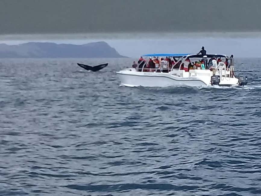 Samaná: Whale, Cayo Levantado, & Kayak in Samaná Bay Tour - Who Should Book This Tour (and Who Should Pass)