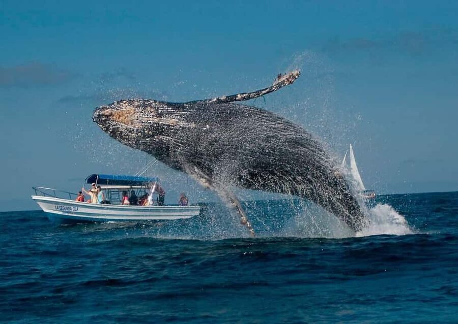 Samaná: Whale, Cayo Levantado, & Kayak in Samaná Bay Tour - Language and Day-Flow: How to Avoid the Most Common Frustration Points