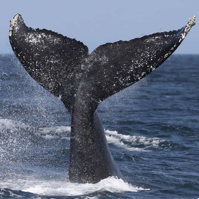 Samaná: Whale, Cayo Levantado, & Kayak in Samaná Bay Tour - Whale Watching Season: When January to March Matters (and When It Doesn’t)