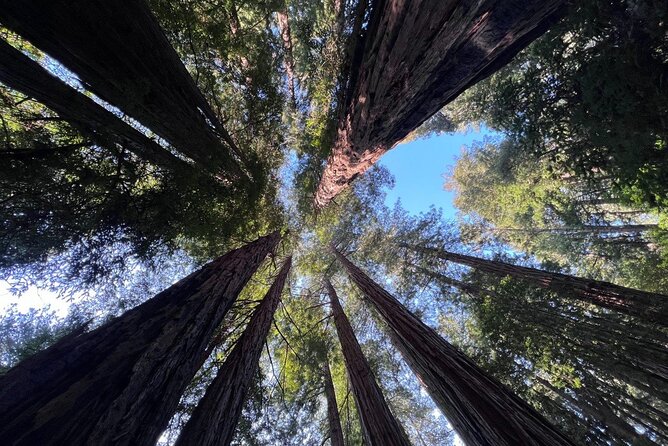San Francisco Bay Cruise, Muir Woods and Sausalito Combo Tour - Key highlights at a glance