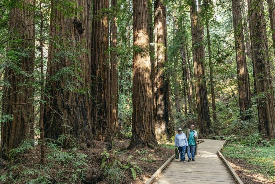 San Francisco: Muir Woods, Sausalito and SF Bay Cruise - How to Use Your Muir Woods Time Without Feeling Rushed